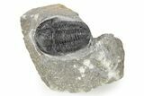 Detailed Gerastos Trilobite Fossil - Morocco #277656-3
